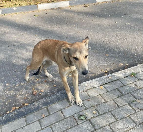 Прибилось маленькое рыжее чудо