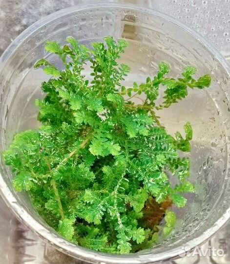 Растения для флорариума