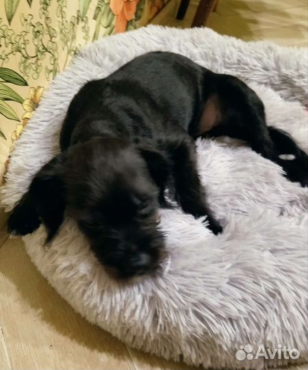 Аффенпинчер