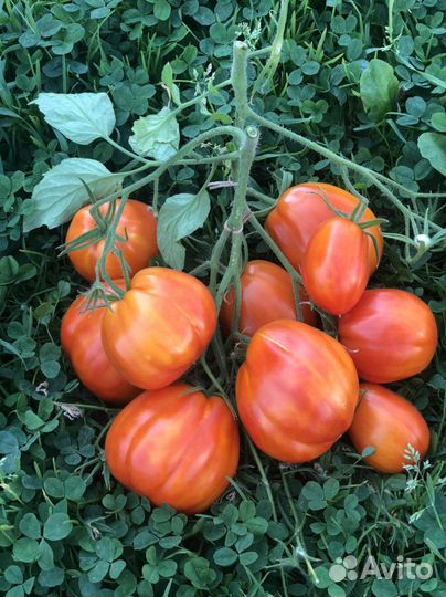 Коллекционные сорта томатов семена