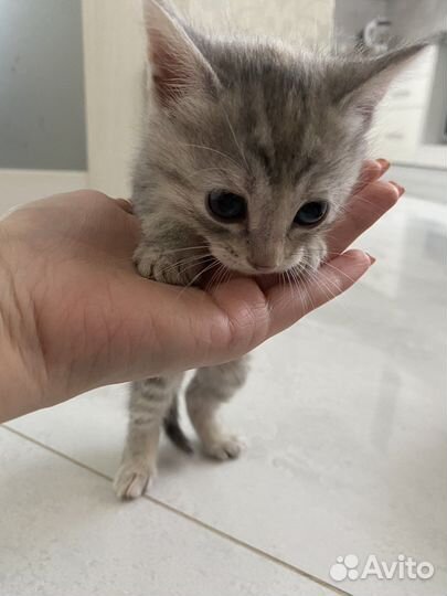 Кошки в добрые руки бесплатно