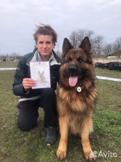 Дрессировка собак индивидуально и в группе