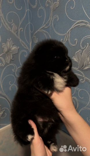 Щенки шпица