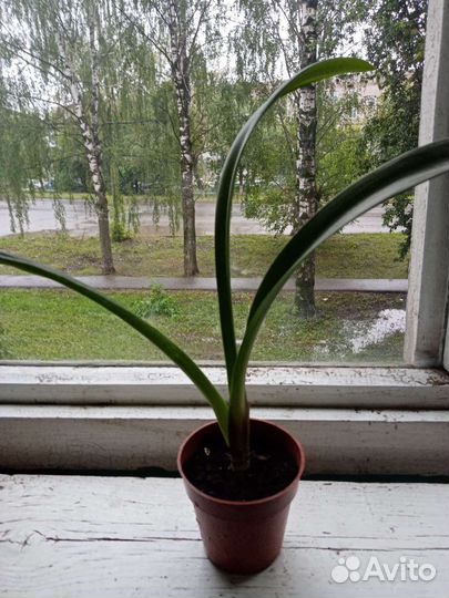 Толстянка, молочай, лилия