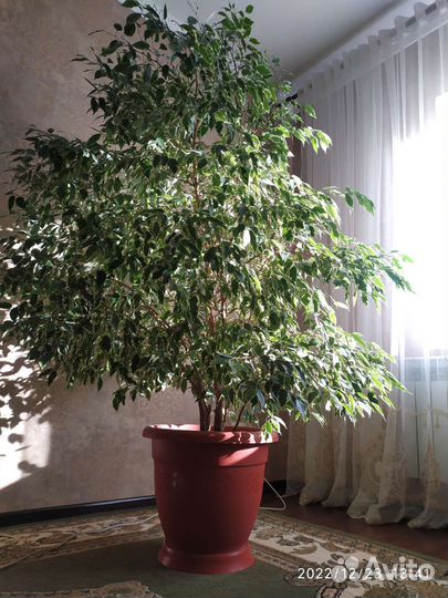 Фикус бенджамина