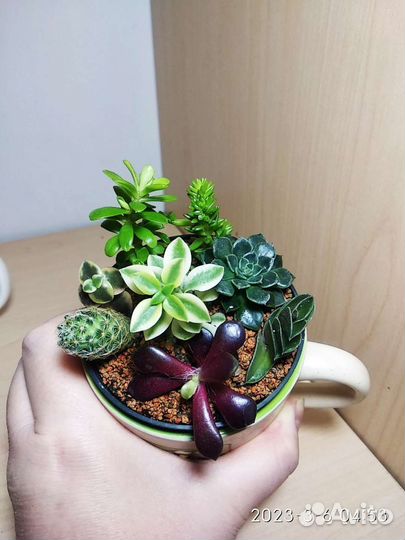 Композиции из суккулентов подарочные