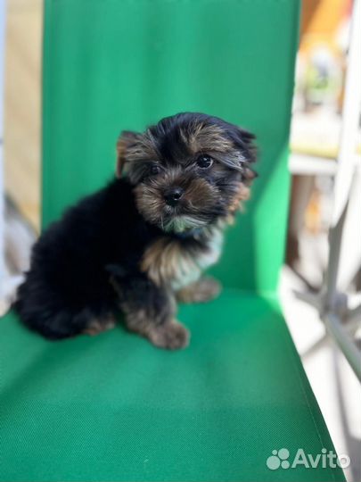 Йоркширский терьер