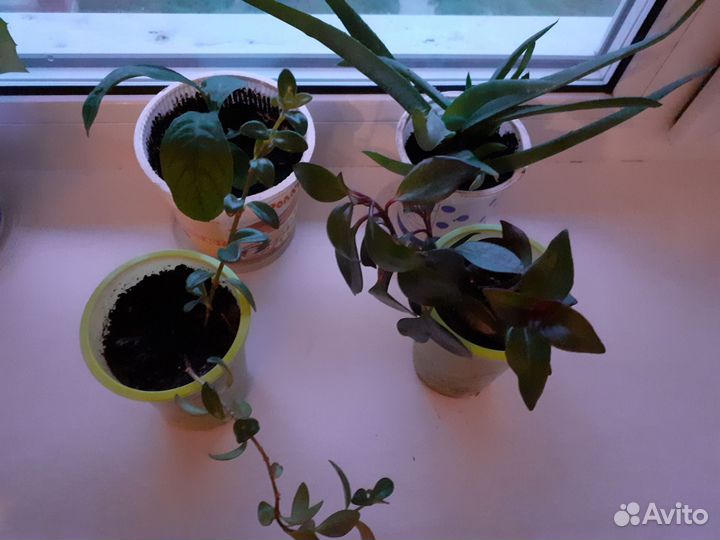 Домашние цветы