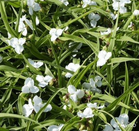 Традесканция садовая