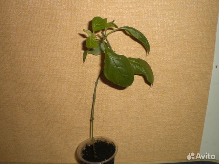 Меза китайская, холмскиолдия и др