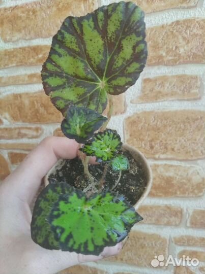 Бегония декоративнолиственная