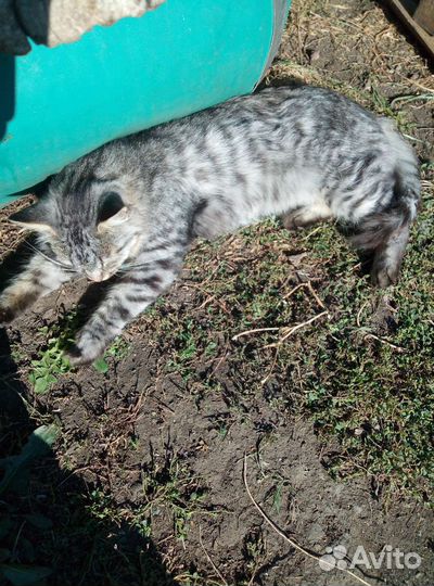 Кот в добрые руки