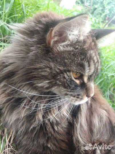 Домашний кот