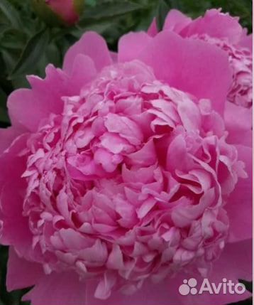 Цветы пионы