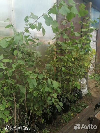 Орех лещина(фундук)