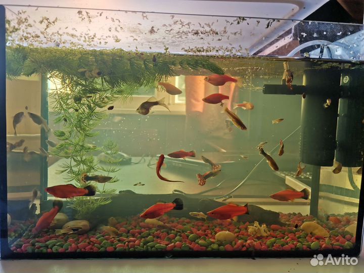 Аквариум с рыбками