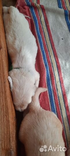 Щенки Голден ретривера