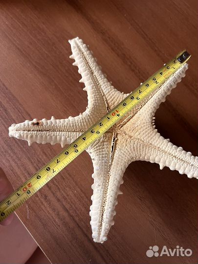 Ракушка и звезда морская