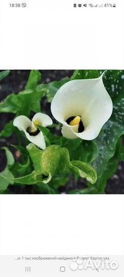 Клубни каллы