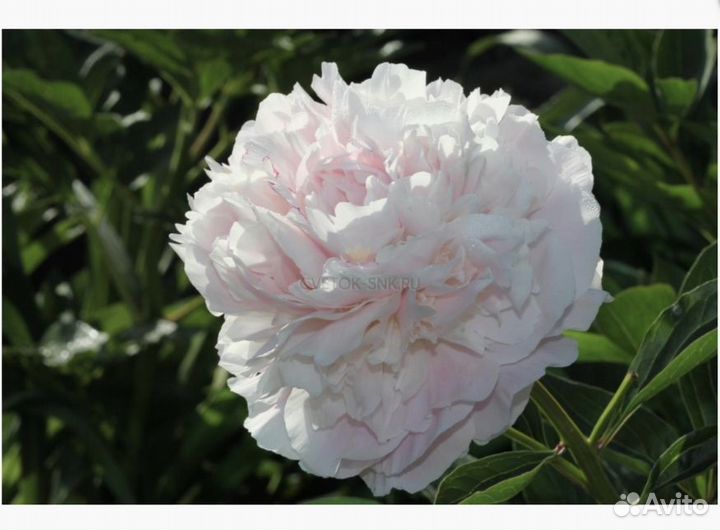 Пионы саженцы Albert Crousse