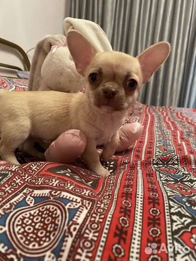 Щенки чихуахуа