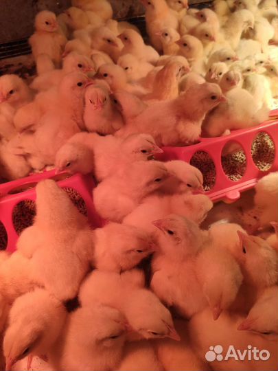 Цыпленок кобб 500