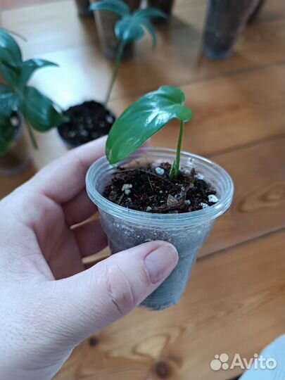 Филодендрон magic mask