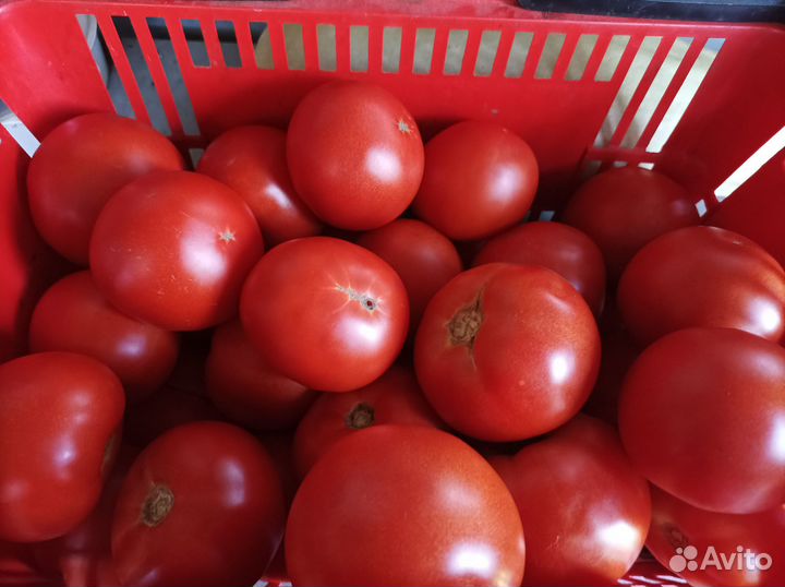 Помидоры