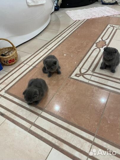 Отдам в добрые руки