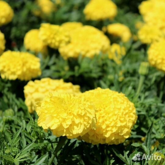 Семена цветов