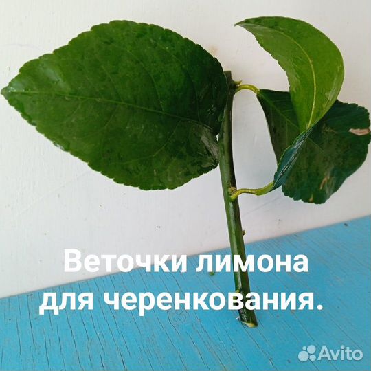 Веточки инжира и киви для укоренения -черенкования