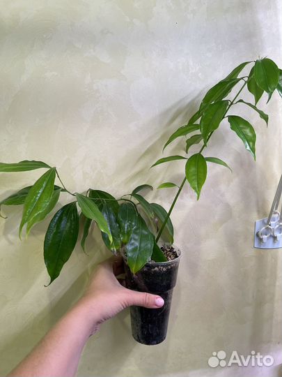 Экзотические растения (редкие и не очень )