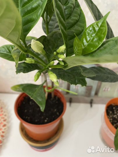 Табернемонтана, Гардения жасминовидная