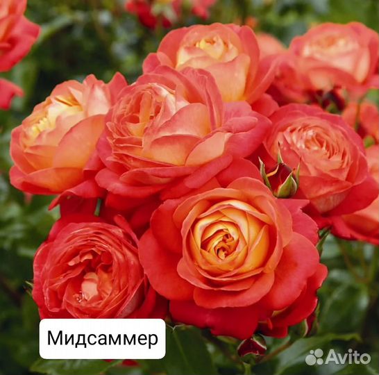 Саженцы роз
