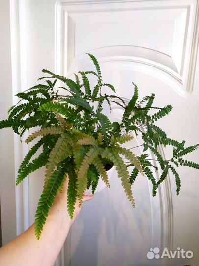 Адиантум Венус