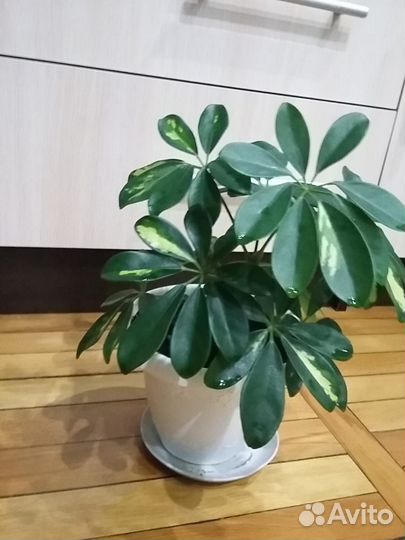 Комнатные цветы