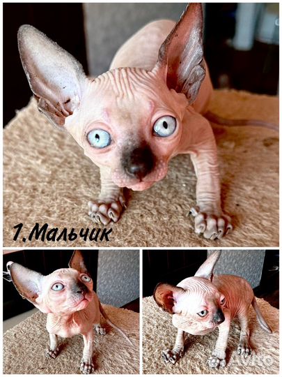 Канадский сфинкс котенок