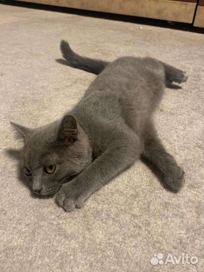 Шотландская кошка