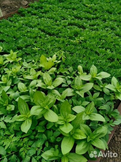 Хоста растение