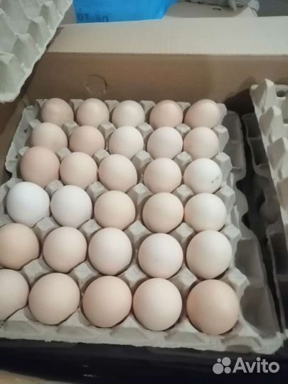Яйцо куриное