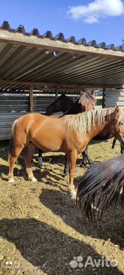 Лошади жеребцы