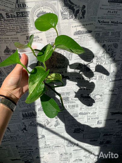 Эпипремнумы Неон, Марбл Квин, Марбл Эппл, Ханг