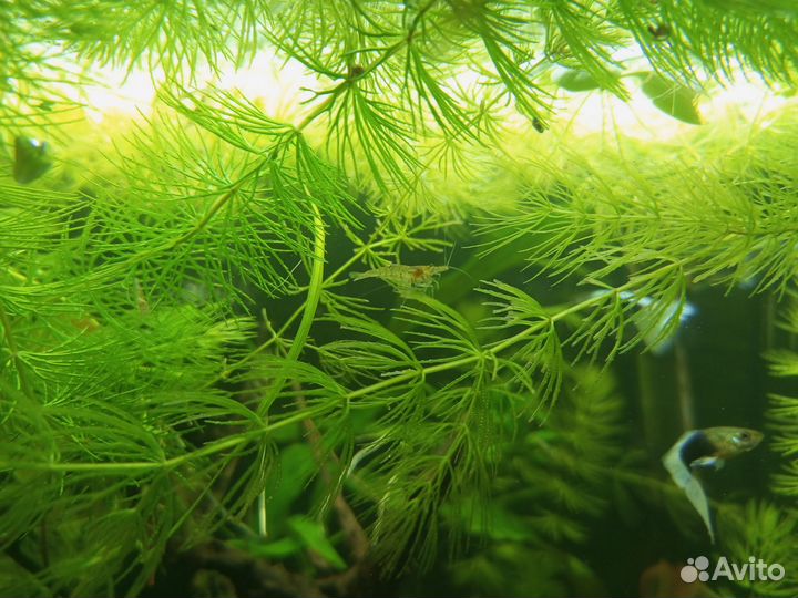 Ампулярии, растения, креветки в аквариум