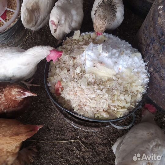 Молодка отборная