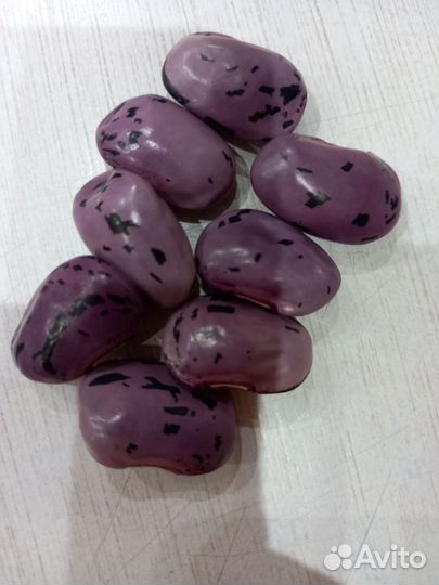 Фасоль декоративная