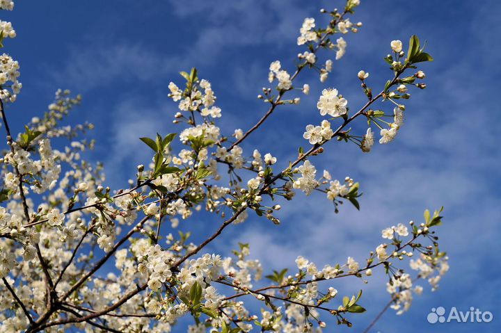Саженцы вишни Апухтинская