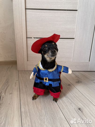 Мини той-терьер вязка