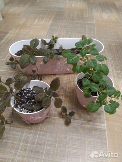 Домашние цветы