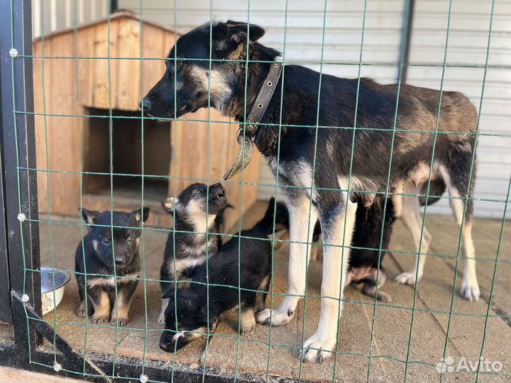 Щенки овчарки