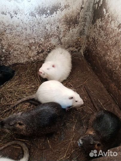 Нутрии самцы и самки